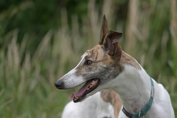 Vibrant Horizontal Portrait Pet White Brindle Greyhound Blurred Plants Undergrowth — Stock Photo, Image