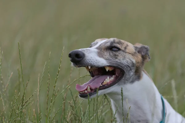 Собака Ищейка Показывает Свои Зубы Брюки Головой Тыкая Через Длинную — стоковое фото