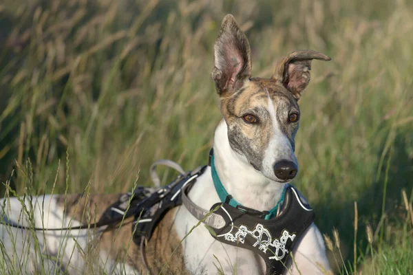 Acostado Con Las Orejas Pinchadas Este Perro Galgo Mascota Mira — Foto de Stock