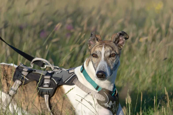 Retrato Horizontal Médio Parte Superior Corpo Cão Galgo Estimação Pôr — Fotografia de Stock