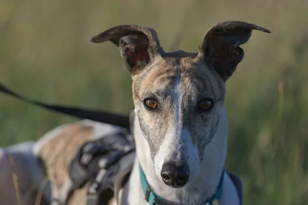 Simetría Color Bicolor Hacen Que Este Retrato Galgo Mirando Directamente — Foto de Stock