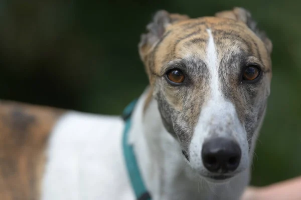 Looking Directly Camera Symmetrical Face Patterning White Brindle Pet Greyhound — Stock Photo, Image