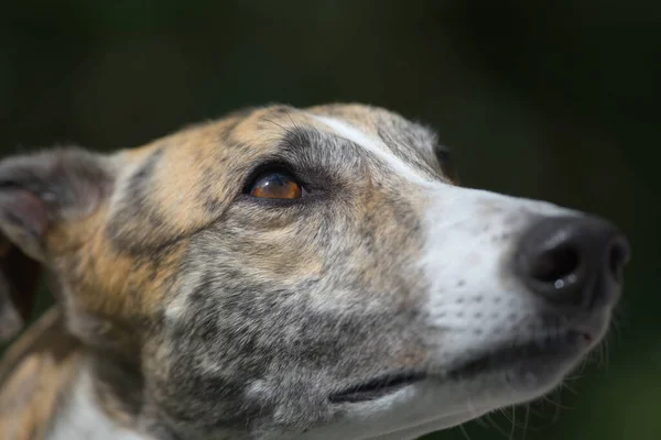 Cor Incrível Olho Deste Galgo Estimação Cão Olhando Para Cima — Fotografia de Stock