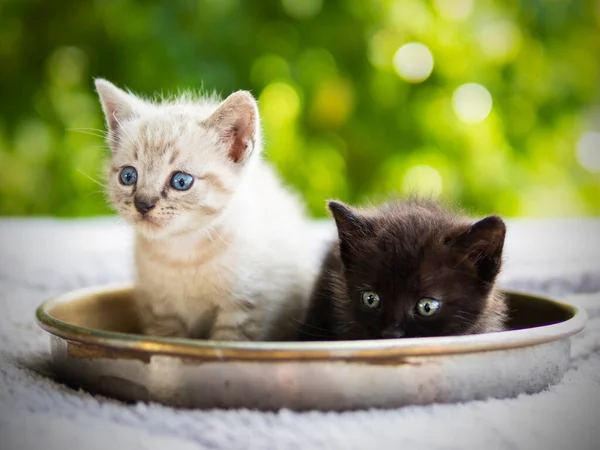 Pair of cat puppies on a plate