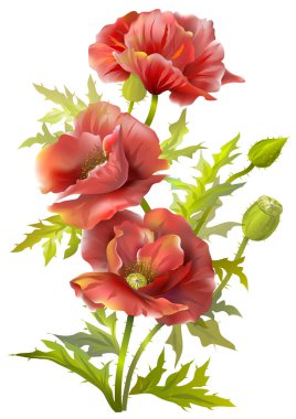 Kırmızı gelincikli arka plan. Vektör renkli illüstrasyon.