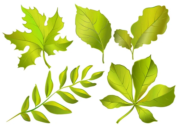 Set Green Leaves Different Trees Vector Illustration — Stock Vector