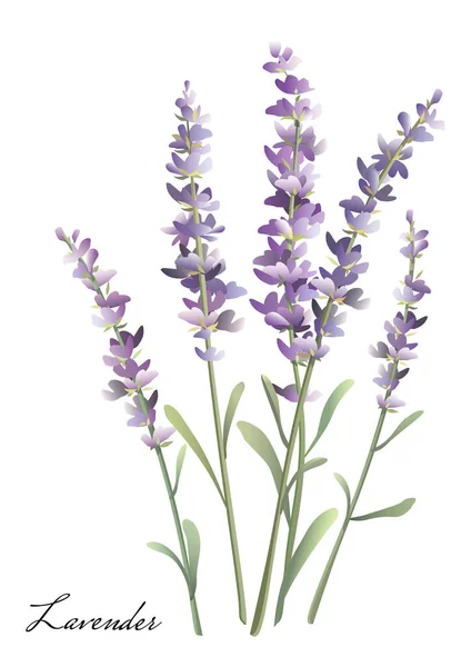 Sprigs de lavanda. Buquê de aquarela de lavanda . —  Vetores de Stock