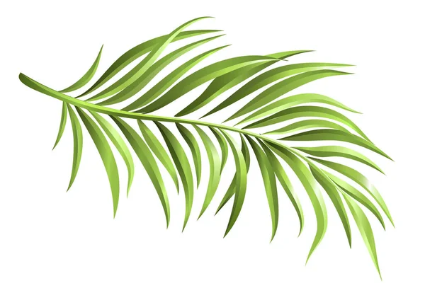 Ramo di palma verde realistico. Elementi per il vostro design. Illustrazione vettoriale. — Vettoriale Stock