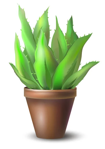 Cactus Con Foglie Vaso Illustrazione Colorata Vettoriale — Vettoriale Stock