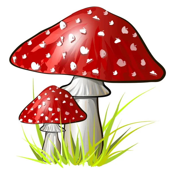 Два мультяшных гриба аманиты. Векторная красочная иллюстрация — стоковый вектор