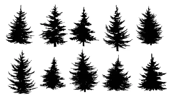 Set Silhouettes Pine Trees Spruce Fir Trees Vector Illustration — Stock Vector