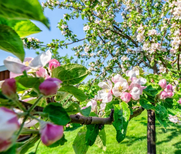 Baharda İsveç 'te, Vasterbotten' de, İsveç 'te, Kuzey İsveç' te, Umea 'da açık pembe çiçek tomurcukları ve yeşil yapraklı elma ağacı dalının yakın fotoğrafını çek.