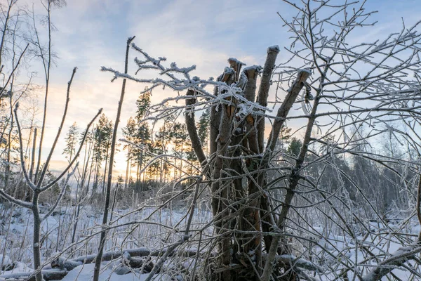 Old wild forest bushes cut. Old sticks are covered by fresh snow and hoarfrost, soft white snow, very cold winter day in Lappland, Northern Sweden. Close up photo