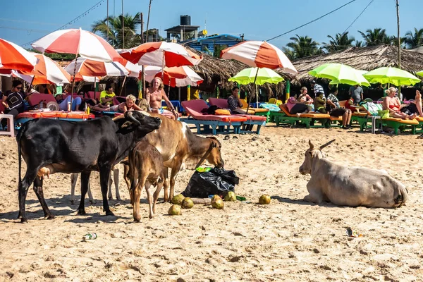 2019年1月2日インド ゴア州カランジュ 牛と子牛のグループは 日光浴や影の中で休んでいる観光客の近くのビーチのゴミ収集所で食べ物を食べる インドでは牛は神聖な動物です — ストック写真