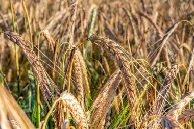 Hasattan önce tarlada olgunlaşmış çavdar tohumu, olgun kulaklarla dolu yaz tarlası, hasat zamanı, tarım endüstrisi. Fotoğrafı kapat. Bulanık güneşli alan arkaplanı, çok yakın plan fotoğrafı