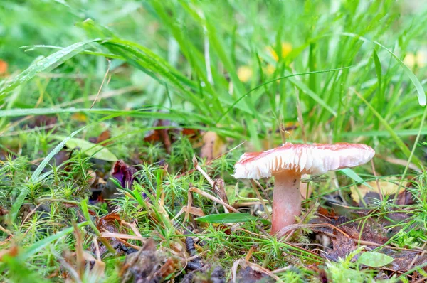 BEautiful light rose colored mushroom russula was damaged by lan slugs or wild animal. This edible mushroom growing out of a layer of moss and grass, being wet from the last rain shower. Closeup view