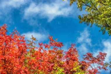 Sonbahar renkleri. Çok renkli, çoğunlukla kırmızı, sonbaharın başında rowanberry ağacında pembe yapraklar. Güçlü renkler. Dalların arasında beyaz bulutlu mavi gökyüzü, kırmızı ve yeşil yapraklar. Şehir güzeli, yakın görüş.