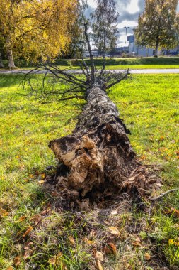 Rüzgarlı havadan sonra devrilmiş huş ağacı, yeşil çimenler, eski çürük gövde. Ağaç boyunca yakın görünüm, tüm ağaç dikey fotoğrafta görünür