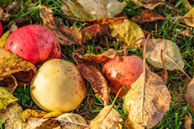 Çürük elmalarla birlikte birkaç çürük elmayı birbirine yaklaştırın. Hepsi sonbahar güneşiyle vurgulandı
