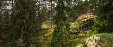 İsveç 'te el değmemiş bir ormanın güzel panoramik manzarası, yosun kaplı kayalar üzerinde büyüyen canlı bir ağaç ekosistemi sergiliyor, büyüleyici bir doğal manzara yaratıyor.