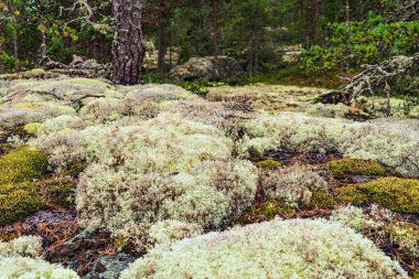 Bereketli beyaz ren geyiği yosunları orman zeminini kaplıyor. Kuzey İsveç 'in el değmemiş vahşi doğasının huzurlu doğal ortamında yumuşak ve sakin bir atmosfer yaratıyor.