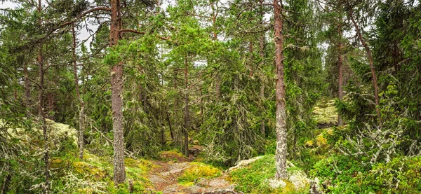 Çam ve ladin yoğun ormanlarında, gölgelikten süzülen güneş ışığı, İsveç doğasında canlı yeşil yosun ve liken sergiliyor.