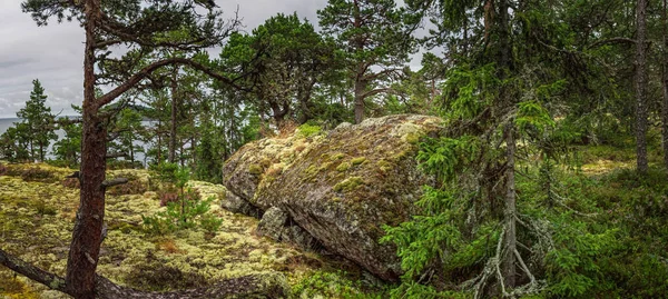 Çam ve ladin ağaçları, sakin bir orman manzarasında, büyük yosunlu bir kayanın yanında yetişiyor. Arka planda bir göl ya da denizin görüntüsü, Kuzey İsveç 'in doğasının güzelliğini gözler önüne seriyor.