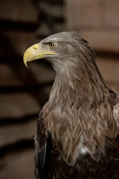 High Quality Vertical Portrait Noble Eagle You Can See Everything — Stock Photo, Image