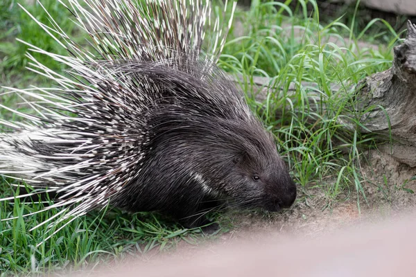 Großes Stachelschwein Zeigt Stacheln — Stockfoto