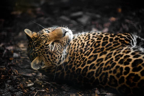 Леопард Лежит Спине — стоковое фото