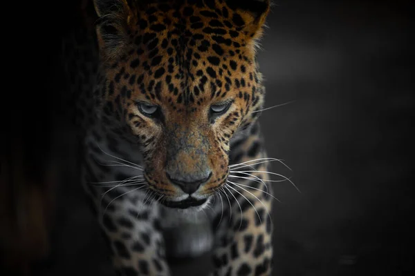 Leopard Titta Innan Hoppet Dynamik — Stockfoto