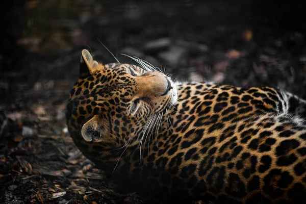 Игривый Леопард Лежащий Спине — стоковое фото