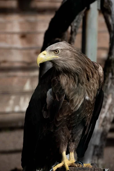 noble eagle sitting on a stump