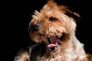 Yorkshire Terrier köpeği siyah arka planda esniyor.. 
