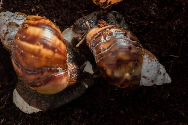 The snail is sitting in a container terrarium and eating with eggshells. Coconut soil for keeping an animal at home. Big brown snail Achatina. African snail, which is grown at home as a pet.