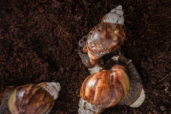 The snail is sitting in a container terrarium and eating with eggshells. Coconut soil for keeping an animal at home. Big brown snail Achatina. African snail, which is grown at home as a pet.