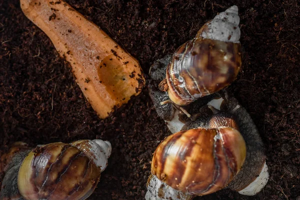 The snail is sitting in a container terrarium and eating with eggshells. Coconut soil for keeping an animal at home. Big brown snail Achatina. African snail, which is grown at home as a pet.