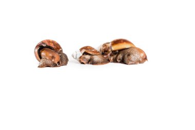 Salyangoz ailesi beyaz arka planda izole edilmiş, Helix pomatia, üst manzara. Metin için boşluk