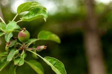 Fotokopi alanı ile bulanık arka planda küçük olgunlaşan yerli elma meyvesi. Malus domestica.