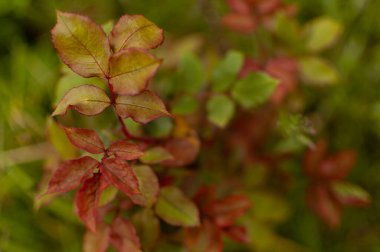 Kırmızı-yeşil tırmanan gül yaprakları kopya alanı olan bulanık yapraklı arkaplanda.