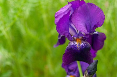 Bulanık yeşil arka planda çiçek açan menekşe zambağı. Iris Barbata..