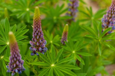 Bahar güneşli gününde çiçek açan mor Lupine çiçekleri. Lupinus polyphyllus.