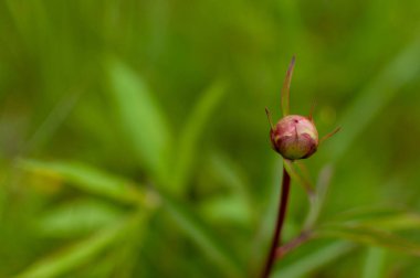 Fotokopi alanı olan bulanık yapraklı arka planda genç pembe ağaç şakayığı tomurcuğu. Paeonia kadın hakları savunucusu.