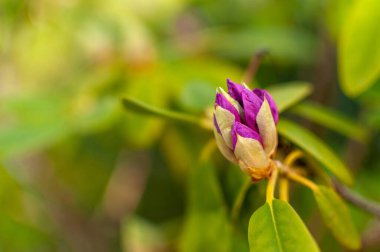 Yeşil çiçekli ve fotokopi alanı olan bahar rhododendron çiçeği. Rododendron Katawbiense Grandiflorum.