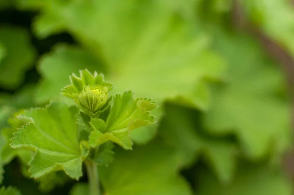 Fresh Green Alumroot Leaves Floral Green Background Heuchera — Stock Photo, Image