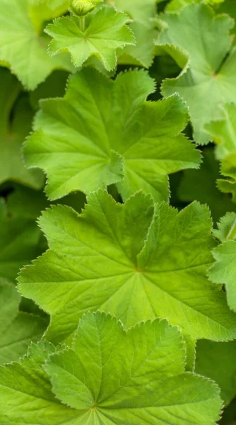 新鮮な緑のアルミニウムの葉 — ストック写真