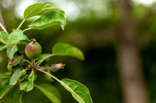 Piccola Maturazione Frutta Domestica Apple Sfondo Sfocato Con Spazio Copia — Foto Stock