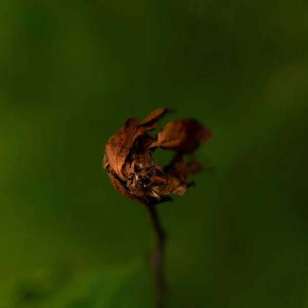 Old Overblown Apple Blossom Vor Dunkelgrünem Verschwommenem Hintergrund Malus Domestica — Stockfoto