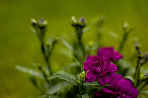 Flor Clavel Púrpura Sobre Fondo Floral Borroso Dianthus Cariofilus — Foto de Stock