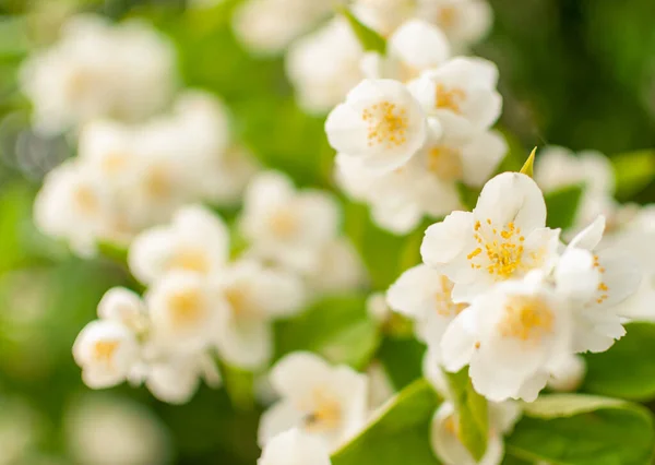 Białe Kwiaty Jaśminu Wiosenny Słoneczny Dzień Filadelfia — Zdjęcie stockowe